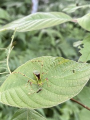 Stilpnochlora