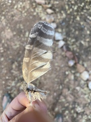 Megascops kennicottii