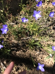 Wahlenbergia planiflora