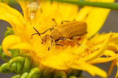 Epicauta ferruginea