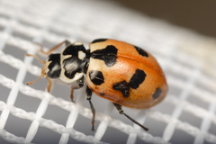 Hippodamia parenthesis