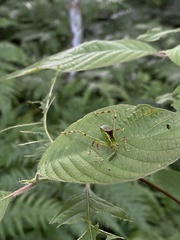 Stilpnochlora
