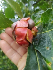 Andricus quercusstrobilanus