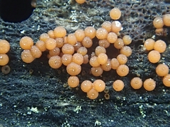 Hydropisphaera