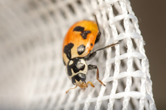 Hippodamia parenthesis