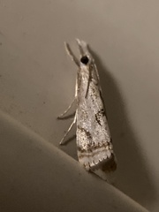 Microcrambus