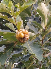 Andricus quercusstrobilanus