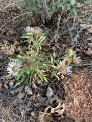 Townsendia grandiflora