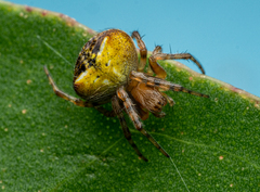 Araneus albotriangulus
