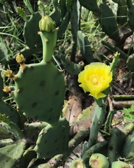 Opuntia stricta
