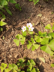 Oxalis latifolia