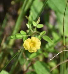 Oxalis frutescens