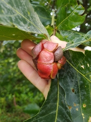 Andricus quercusstrobilanus