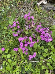 Phlox stolonifera