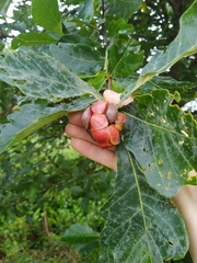 Andricus quercusstrobilanus