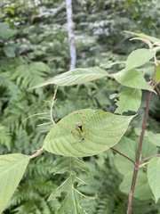 Stilpnochlora