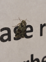 Lacinipolia implicata
