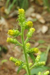 Solidago squarrosa