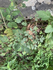 Thaspium barbinode