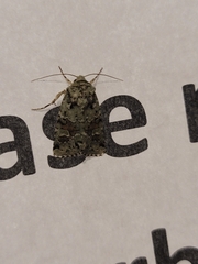 Lacinipolia implicata