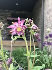 Aquilegia