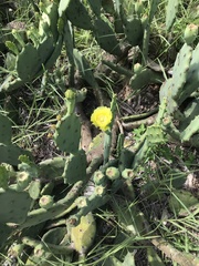 Opuntia stricta