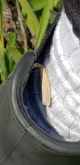 Libytheana carinenta