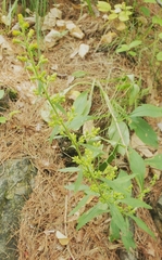Solidago squarrosa