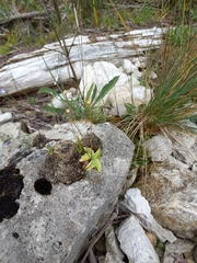 Pinguicula