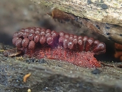 Metatrichia vesparium