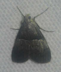 Pococera asperatella
