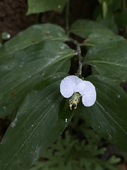 Commelina erecta erecta