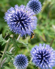 Echinops