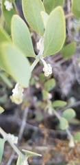 Simmondsia chinensis