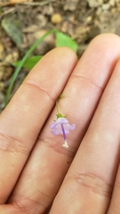 Campanula divaricata