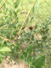 Harrisimemna trisignata