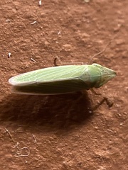 Draeculacephala