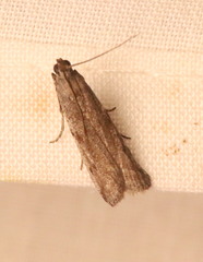 Phycitodes reliquellum