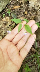 Campanula divaricata