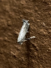 Gracillariidae