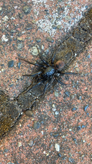 Antrodiaetus pacificus