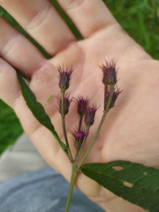 Vernonia noveboracensis