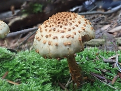 Pholiota