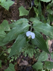 Commelina erecta erecta