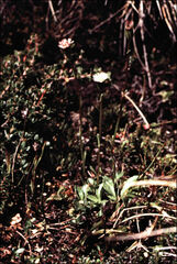 Pappochroma pappocromum