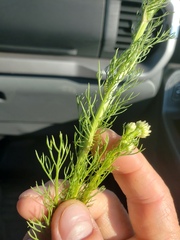 Tripleurospermum inodorum