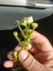 Tripleurospermum inodorum