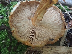 Pholiota