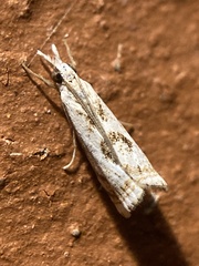 Microcrambus