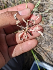 Antennaria luzuloides